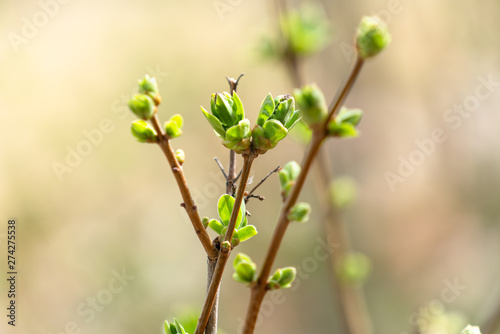 Branch of a lilac tree in spring with first fresh green buds © frank schrader