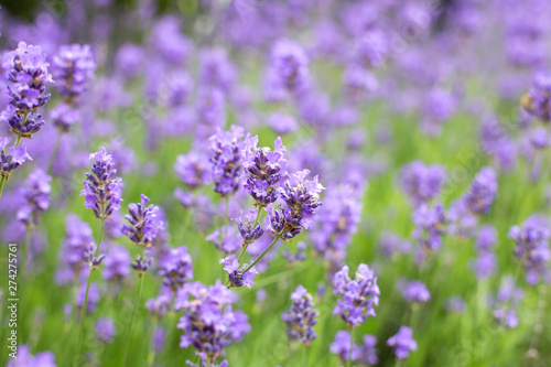 lavender field in the summer  close-up violet colors background concept