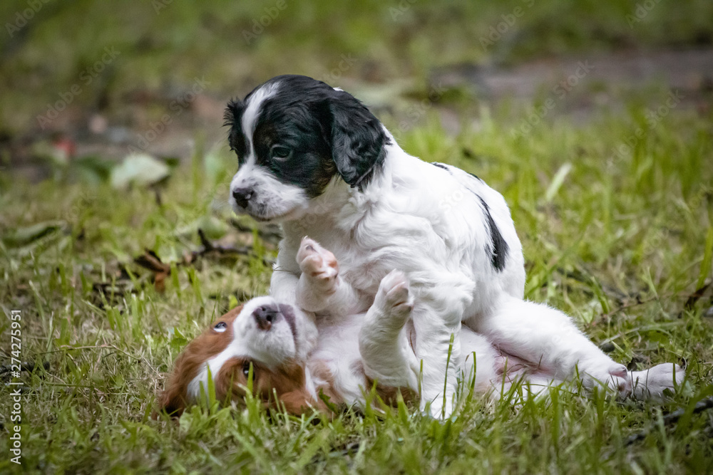 couple of happy baby dogs brittany spaniel playing around, smelling eachother and cuddling couple of happy baby dogs brittany spaniel playing around, smelling eachother and cuddling