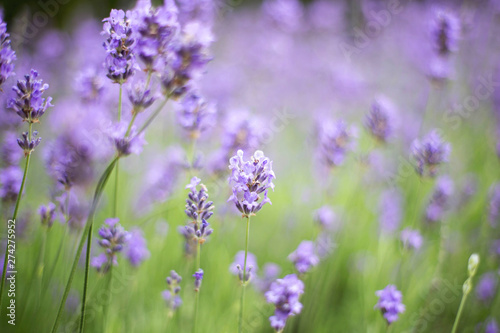 lavender field in the summer, close-up violet colors background concept