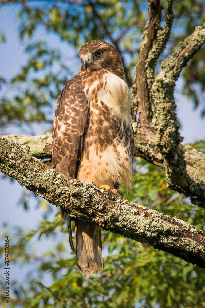 Red Tailed hawk on the branch of a tree looking at camera