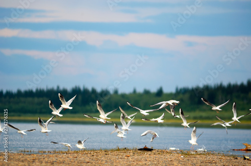 A flock of Northern white birds seagulls flies over the Bank of the river Viluy in Yakutia on the background of the taiga spruce forest under the blue sky and clouds.