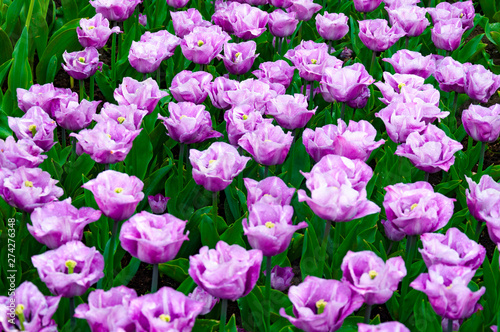 Beautiful flowerbed of violet tulips. Background of purple tulips field. Spring and summer mood