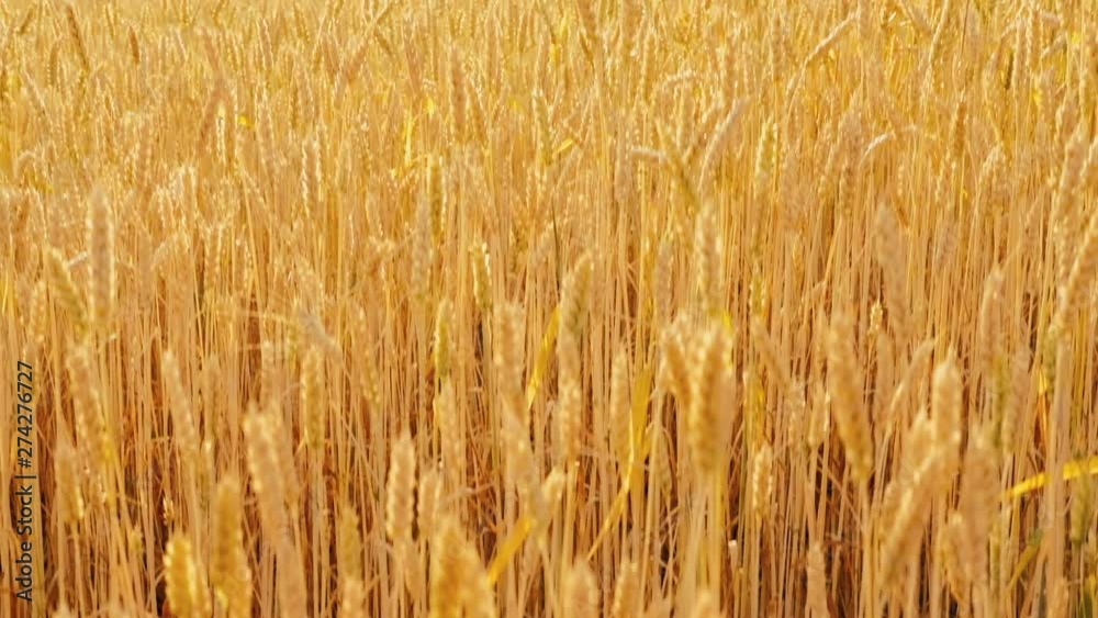 Organic farming. Yellow field of rye or wheat. Stems with spikelets Organic farming. Yellow field of rye or wheat. Stems with spikelets