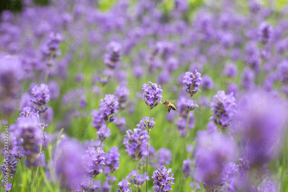 Violet lavender field with wasp in the summer, nature beauty Violet lavender field with wasp in the summer, nature beauty