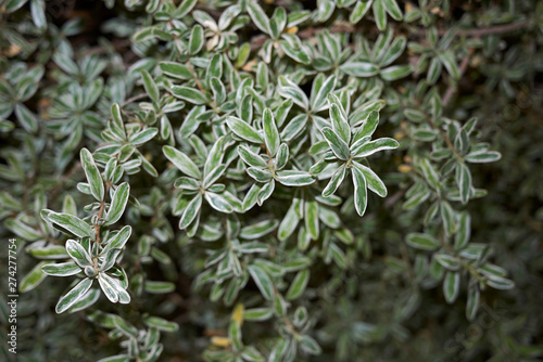 Coprosma kirkii variegata photo