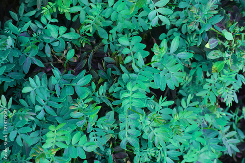 background with green leaves