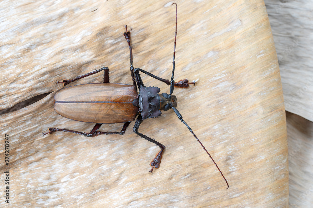 Giant Fijian longhorn beetle from island Koh Phangan, Thailand. Closeup, macro. Giant Fijian long-horned beetle, Xixuthrus heros is one of largest living insect species.Large tropical beetle species Giant Fijian longhorn beetle from island Koh Phangan, Thailand. Closeup, macro. Giant Fijian long-horned beetle, Xixuthrus heros is one of largest living insect species.Large tropical beetle species