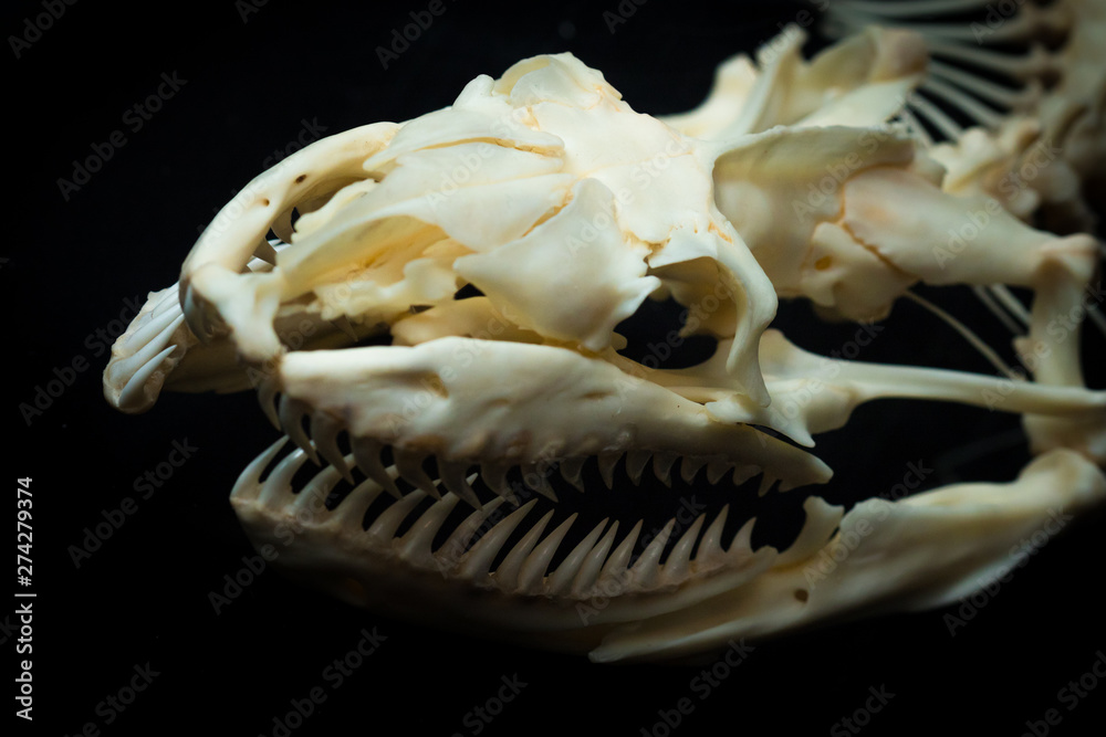 The bone of a snake.