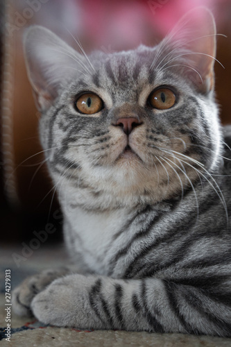 Grau getigerte Katze BKH