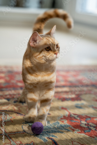 Orange getigerte Katze BKH