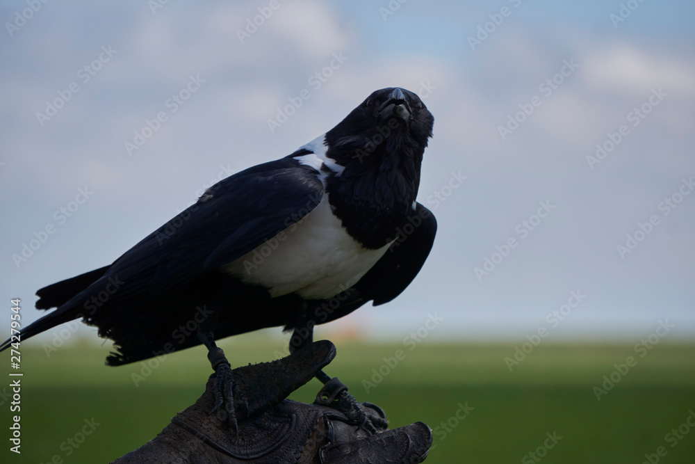 Fototapeta premium black and white raven looking at camera while sitting on glove