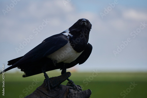 black and white raven looking at camera while sitting on glove 