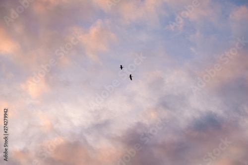 Cloudy sky background with blurry flying bird in middle and cloud texture