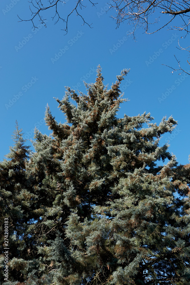 Cupressus arizonica Cupressus arizonica