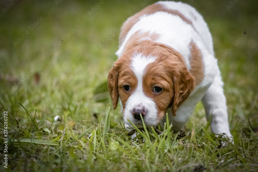 cute and curious brown and white brittany spaniel baby dog, puppy portrait isolated exploring