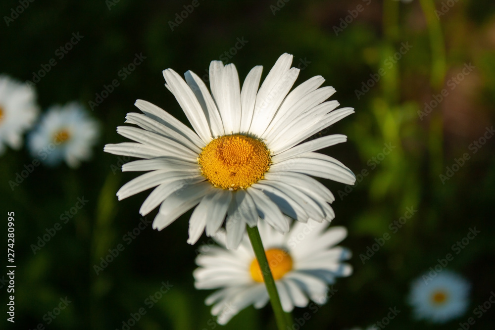 White daisies at sunset. Light and shadow. White daisies at sunset. Light and shadow.