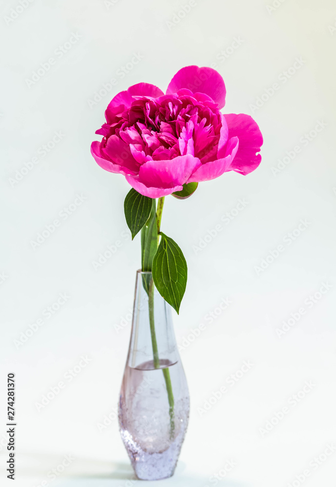 Fototapeta premium Pfingstrose lila in einer Vase