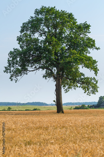 The large old oak tree alone grows lonely in the wheat field.  Calm and tranquility of rural life. Good summer weather. Time to harvest.