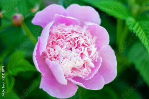 Pink peony flower in the summer garden