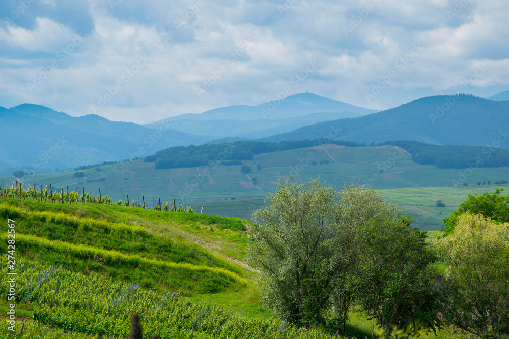 Obraz premium Elsass nahe Saint Hippolyte im Frühsommer