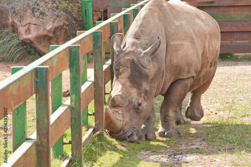 Fototapeta premium Head portrait of a Rhino in the zoo
