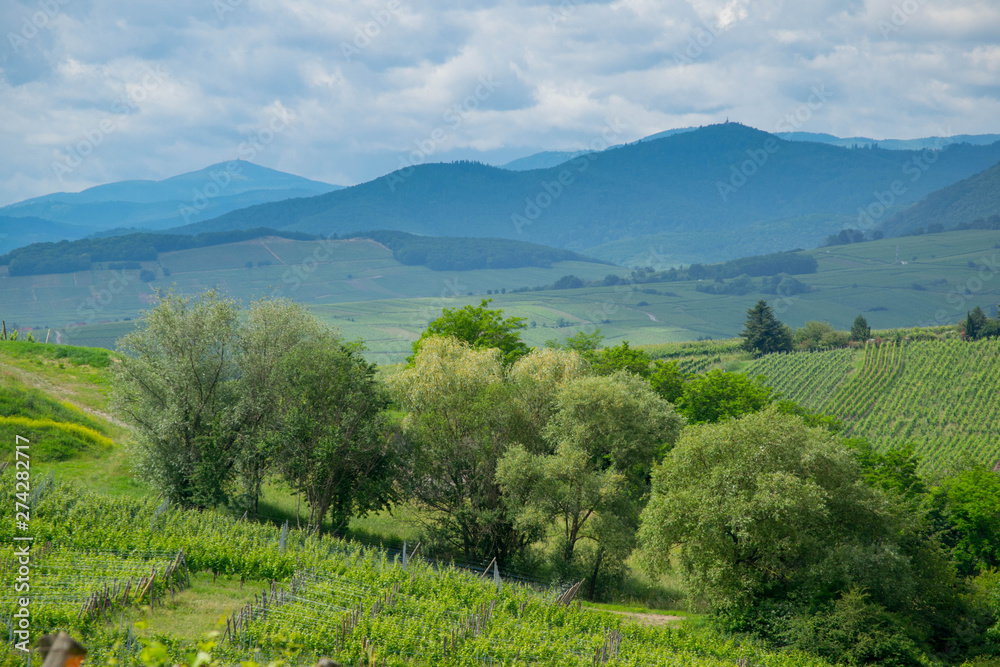 Obraz premium Elsass nahe Saint Hippolyte im Frühsommer