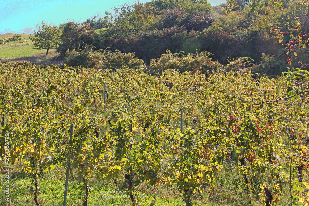 Weingarten im Herbst im Burgenland