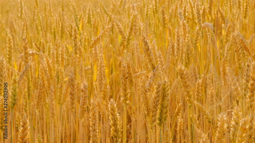 Agriculture and food production. Yellow field of rye or wheat spikelets Agriculture and food production. Yellow field of rye or wheat spikelets