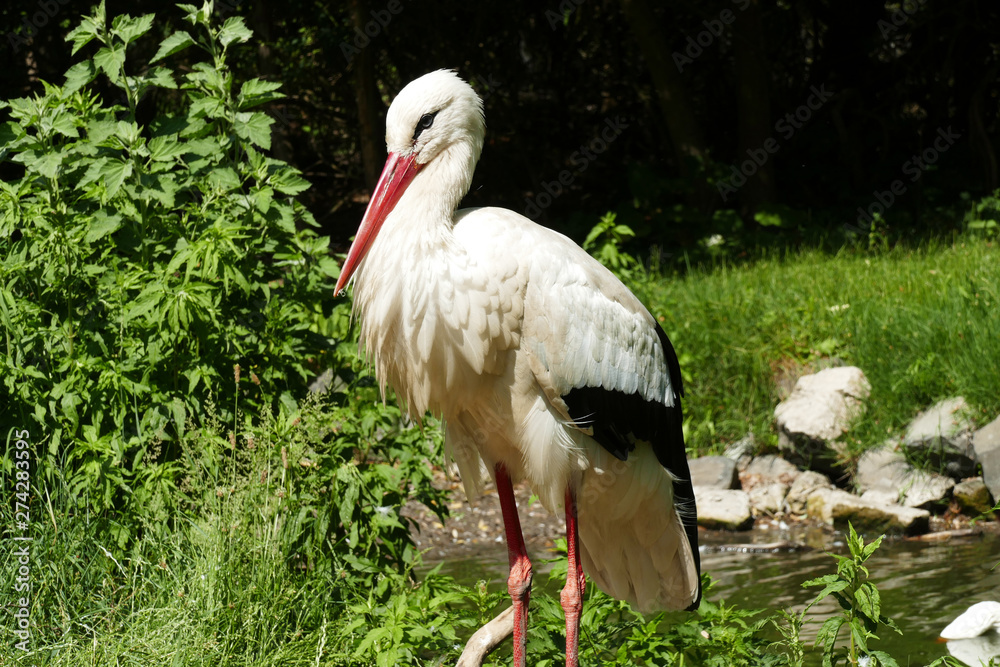 Fototapeta premium Storch im Burgenland
