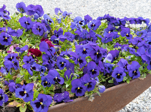 Violet pansies