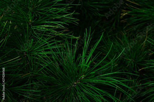 Natural environment contrast photo of pines spruce top view.