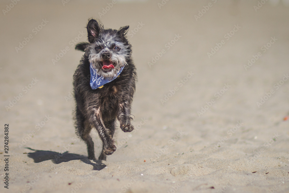 running dog running dog