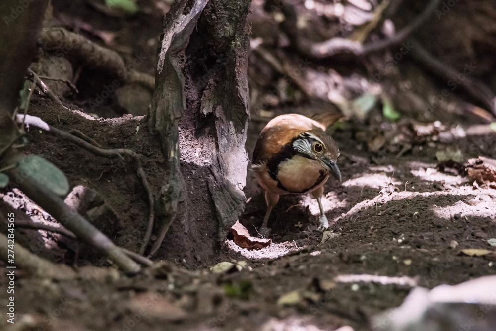 Greater Necklaced Laughingthrush on branch in nature Greater Necklaced Laughingthrush on branch in nature