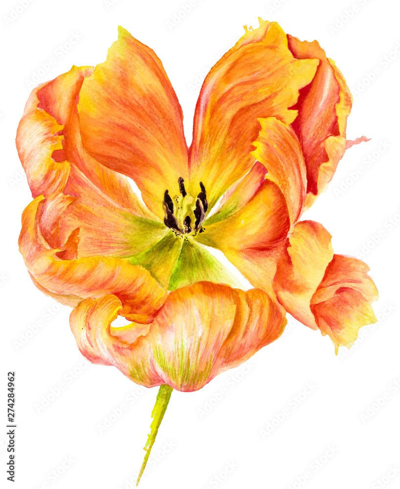 Watercolor Illustration. Yellow tulip. Flower Watercolor Illustration. Yellow tulip. Flower