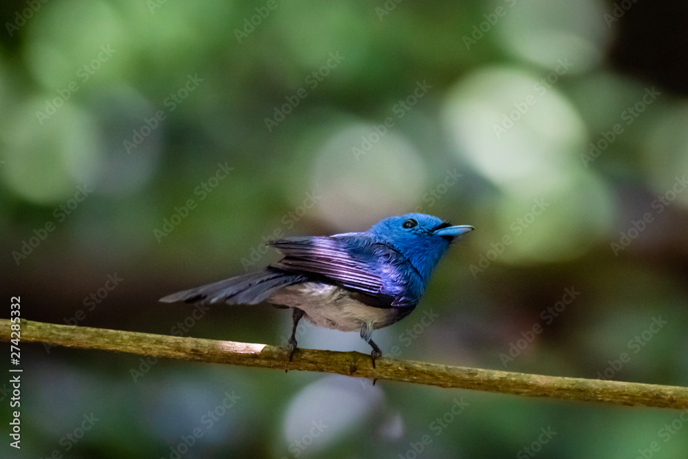 Black-naped Monarch ( Hypothymis azurea ) in real nature in Thailand Black-naped Monarch ( Hypothymis azurea ) in real nature in Thailand