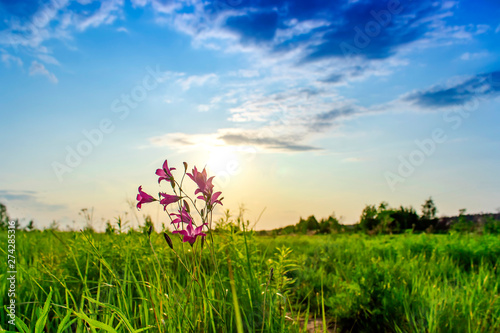 Fototapeta Naklejka Na Ścianę i Meble -  Golden sunset over flowering summer meadow with blossoming flowers. Picturesque summer landscape - beauty of nature concept.