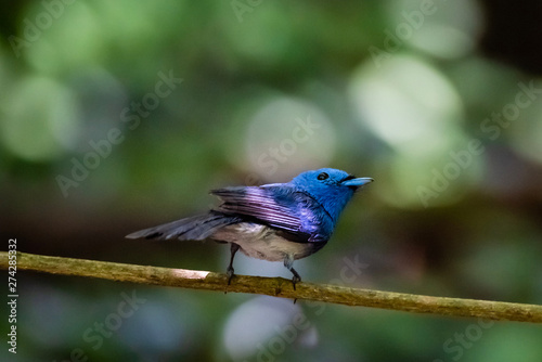Black-naped Monarch ( Hypothymis azurea ) in real nature in Thailand