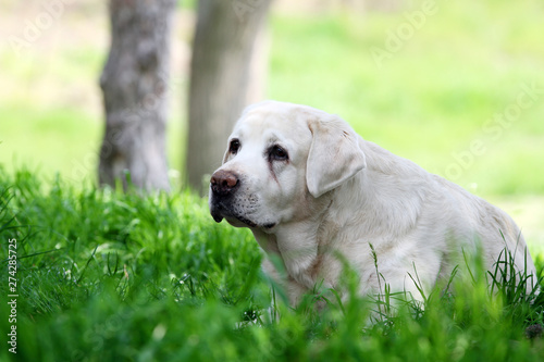 the cute sweet yellow labrador in the park