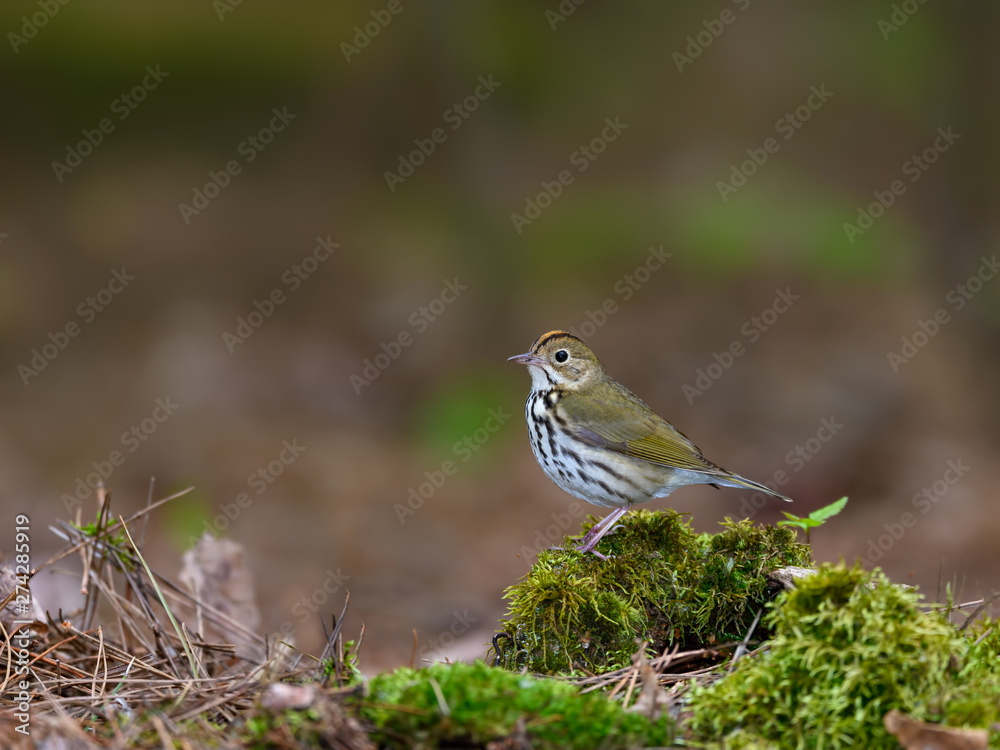 Ovenbird Perched on Log Covered in Moss in Spring Ovenbird Perched on Log Covered in Moss in Spring