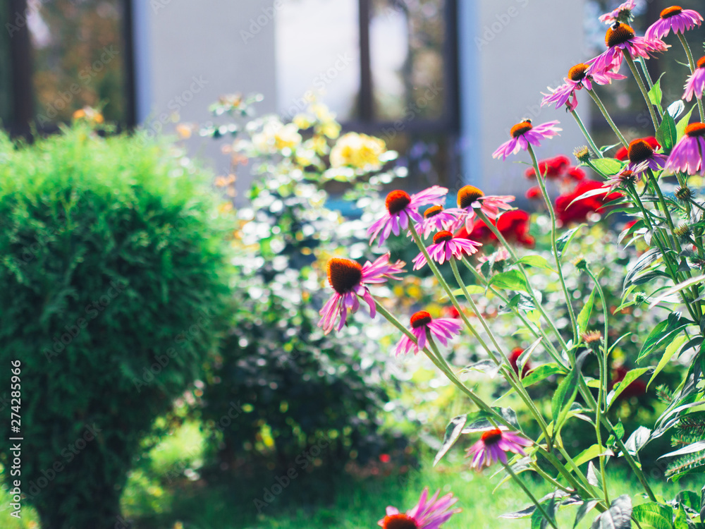 Echinacea on the background of green shrubs