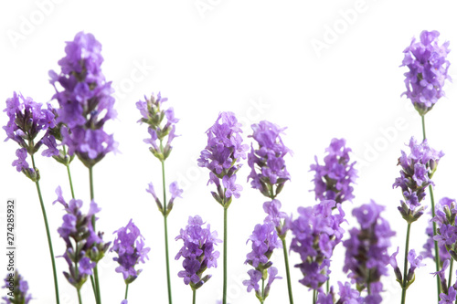 fleurs de lavande sur fond blanc