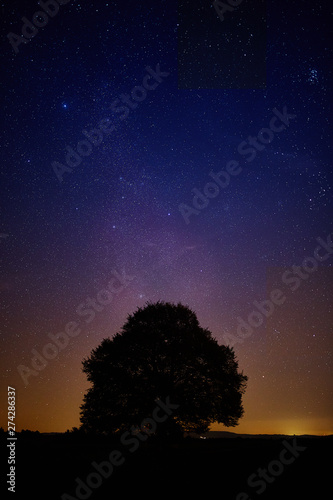 Starry sky with single tree as silhouette