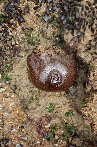 Anémone de mer refermée à marée basse en Vendée photo