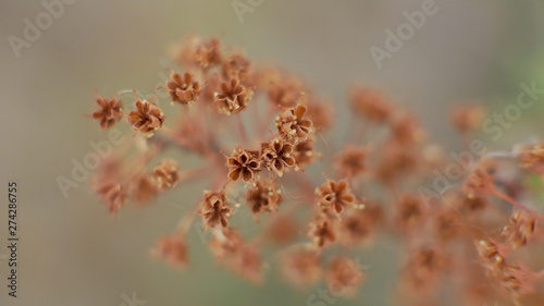 macro
