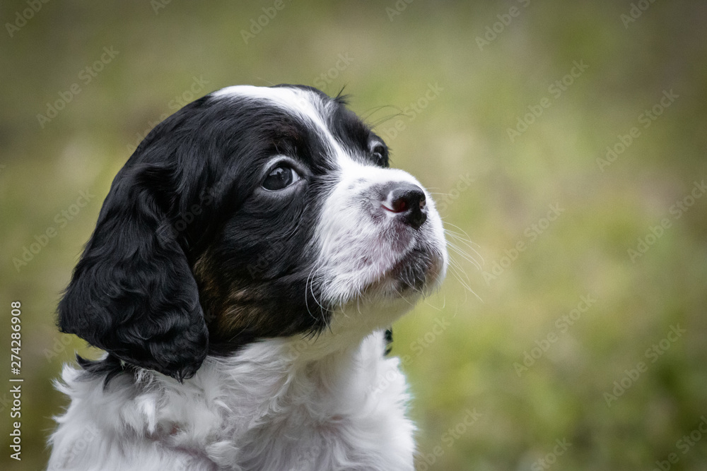 cute and curious black and white baby brittany spaniel dog puppy portrait, playing and exploring 