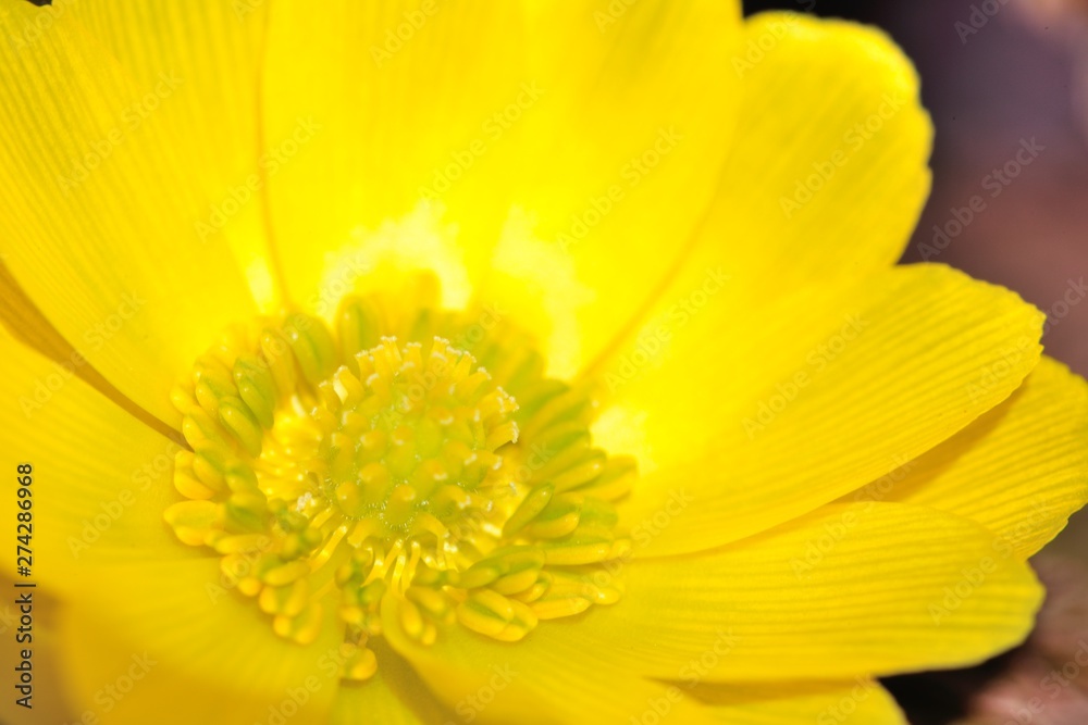 早春に咲いた福寿草の花 早春に咲いた福寿草の花