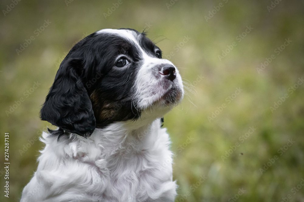cute and curious black and white baby brittany spaniel dog puppy portrait, playing and exploring 