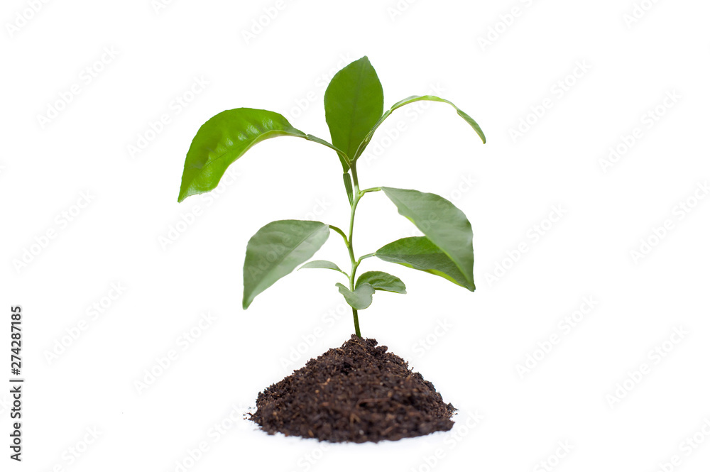 Young mango plant in the ground on a white background Young mango plant in the ground on a white background