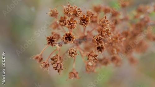 macro